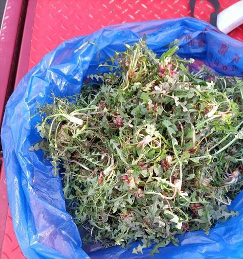 老盆口仙人掌的种植技巧有哪些？如何保持其健康？
