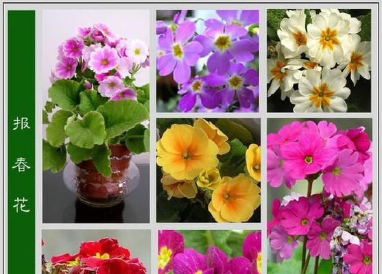 紫兰的花名和花语是什么？紫兰代表了哪些品质？