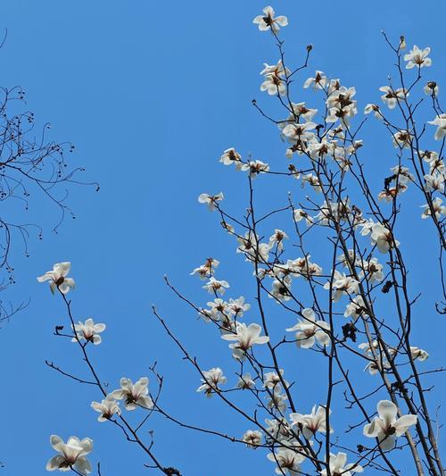 道具玉兰的花语代表了什么？它有何特别的寓意？