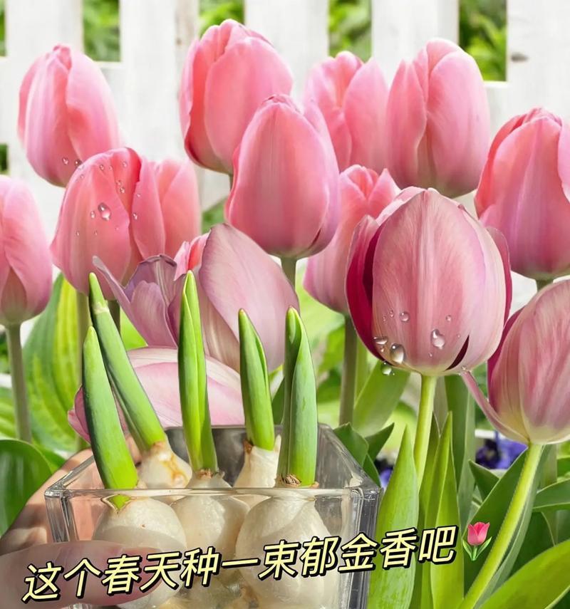 郁金香的花语有哪些功效？如何影响人的情绪？
