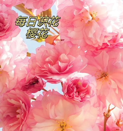 樱花相关的花语诗句有哪些？