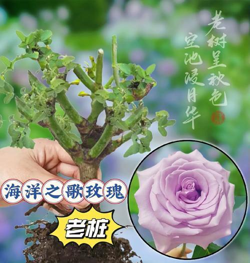 单只玫瑰花水培方法是什么？水培后多久能生根？
