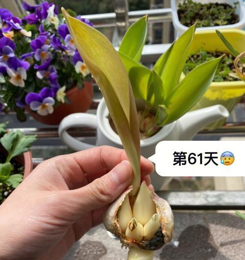 单只玫瑰花水培方法是什么？水培后多久能生根？
