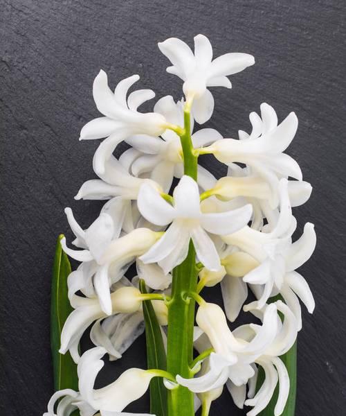 白色风信子的花语暗示了什么？