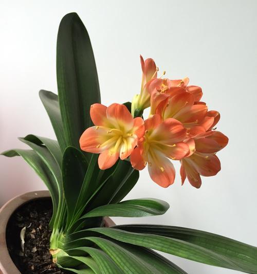 君子兰小叶的开花周期是多久？如何加速开花？