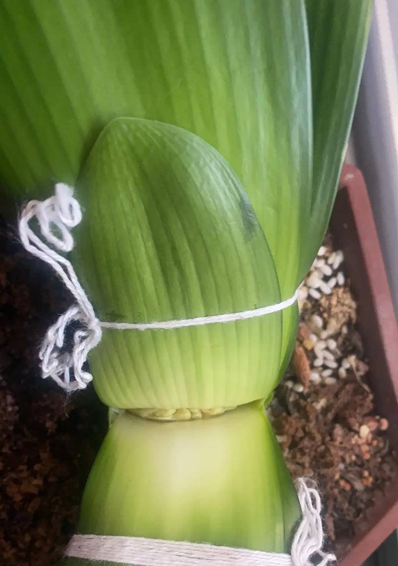 君子兰小叶的开花周期是多久？如何加速开花？