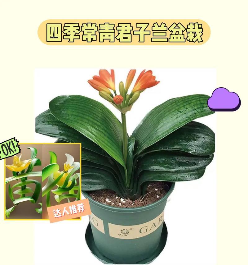 君子兰小叶的开花周期是多久？如何加速开花？
