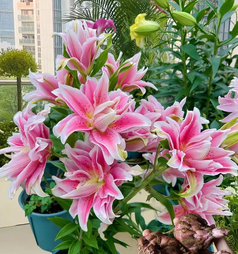 哪种花的花语代表自愈？
