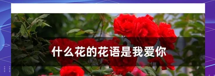 哪些花语蕴意美好爱情？