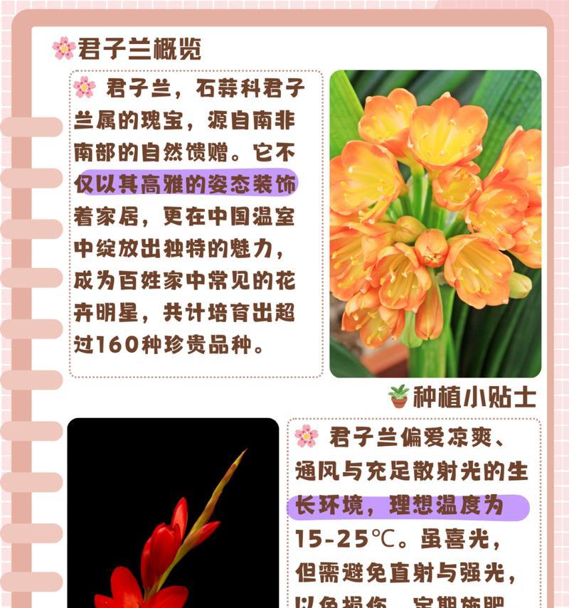 君子兰适合哪种土壤品牌？