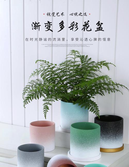 仙人掌大号花盆怎么养护？有哪些技巧？