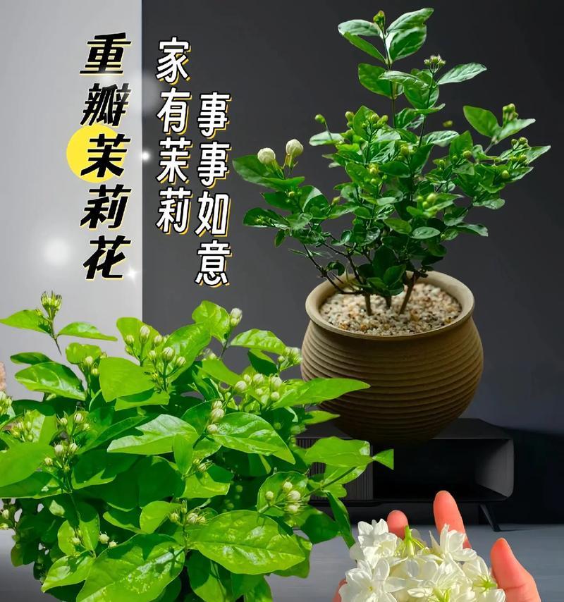 生日茉莉花的花语寓意是什么？