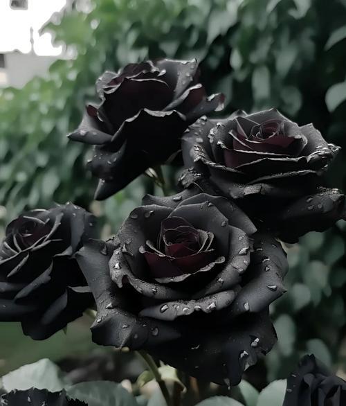 干掉的玫瑰花语是什么？干掉的玫瑰代表了什么？