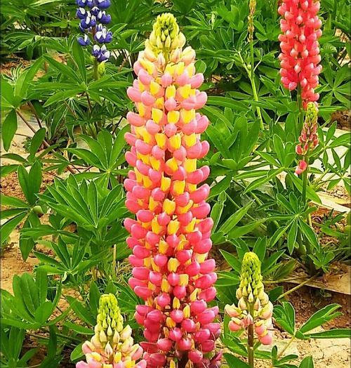 豆豆球花语代表了什么？