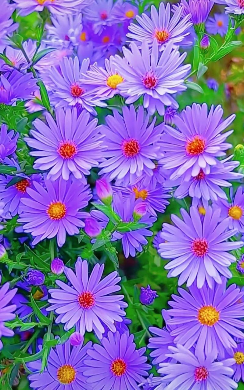 紫色菊花的花语是什么？它象征着什么？