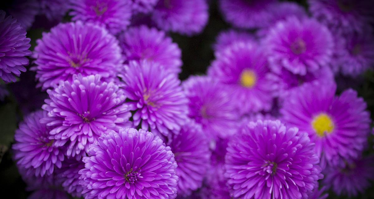 紫色菊花的花语是什么？它象征着什么？