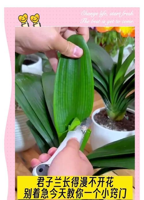君子兰叶子用什么药水擦拭？