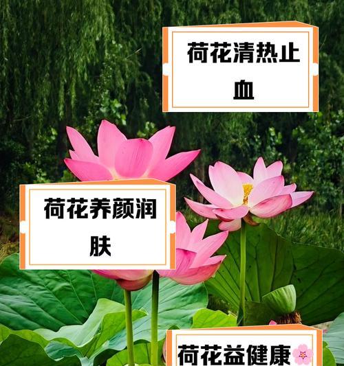 荷花仙人掌开红花的原因是什么？