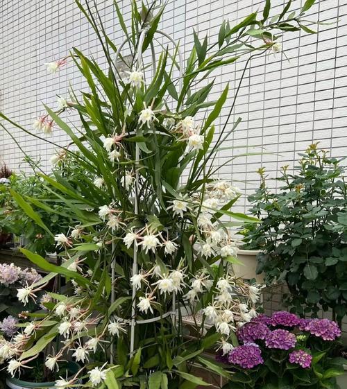 荷花仙人掌开红花的原因是什么？