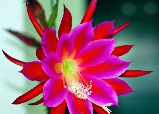 荷花仙人掌开红花的原因是什么？