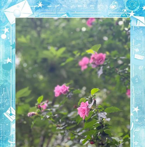 自我的花和花语有何深层含义？