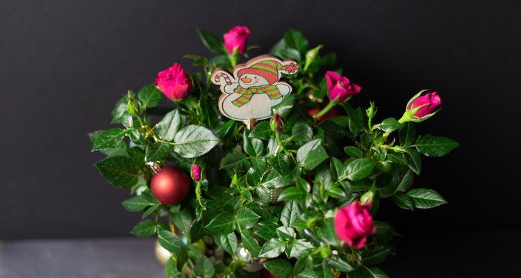山冈土玫瑰花的种植技巧是什么？