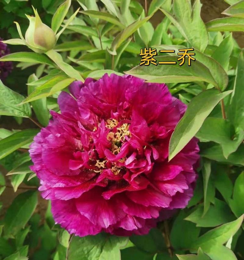 牡丹不开花是什么原因？如何促进开花？