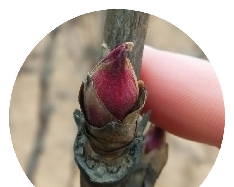 牡丹不开花是什么原因？如何促进开花？