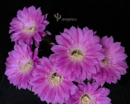 无根仙人球如何促进开花？