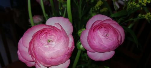 牡丹花为何像芹菜？不开花的原因是什么？