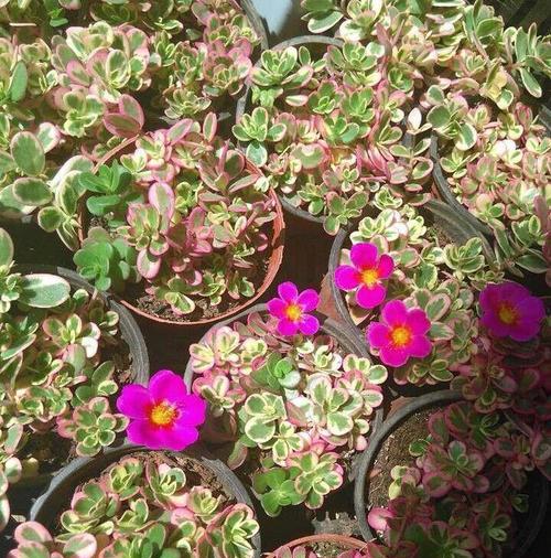 牡丹花为何像芹菜？不开花的原因是什么？