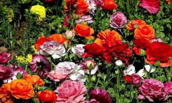 牡丹花为何像芹菜？不开花的原因是什么？