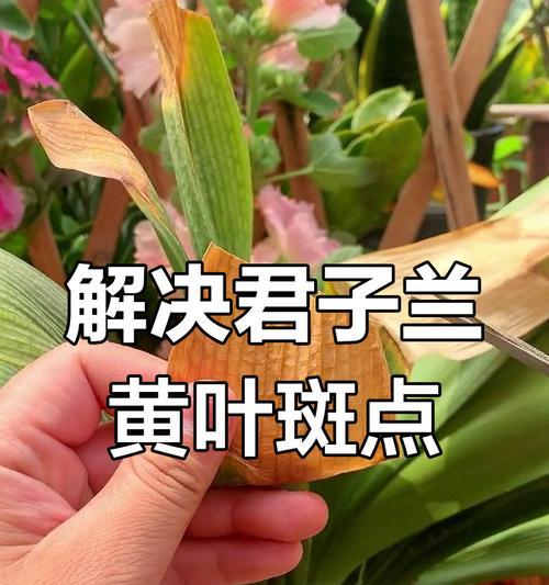 君子兰叶片出现圆斑点的原因是什么？如何处理？
