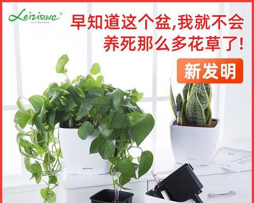 大花盆君子兰的养护与浇水方法是什么？