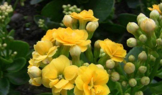玉山牡丹花的养殖要点是什么？怎样才能使其顺利开花？