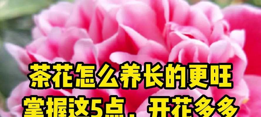 玉山牡丹花的养殖要点是什么？怎样才能使其顺利开花？
