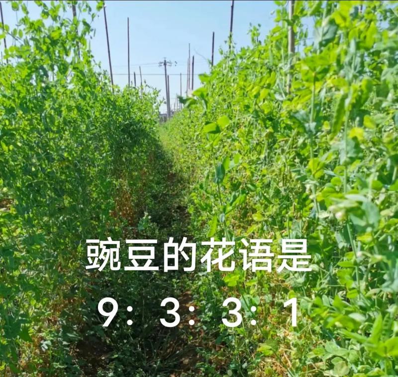 豌豆花语9331背后的梗是什么？