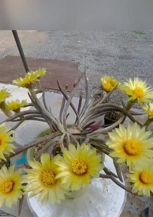 绿花美杜莎仙人球的养护技巧有哪些？如何保持其颜色鲜艳？