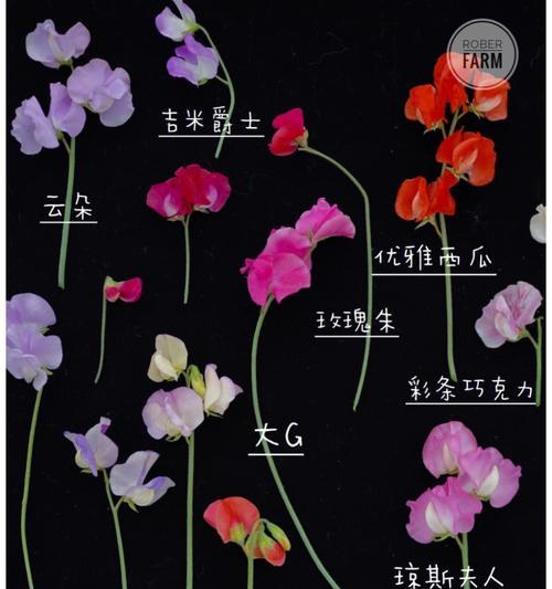 豌豆花语9331背后的梗是什么？