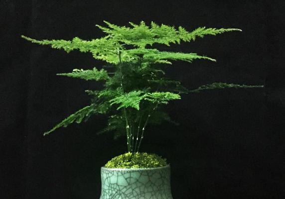 文竹与仙人掌的养护和浇水技巧是什么？