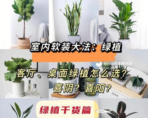 文竹与仙人掌的养护和浇水技巧是什么？