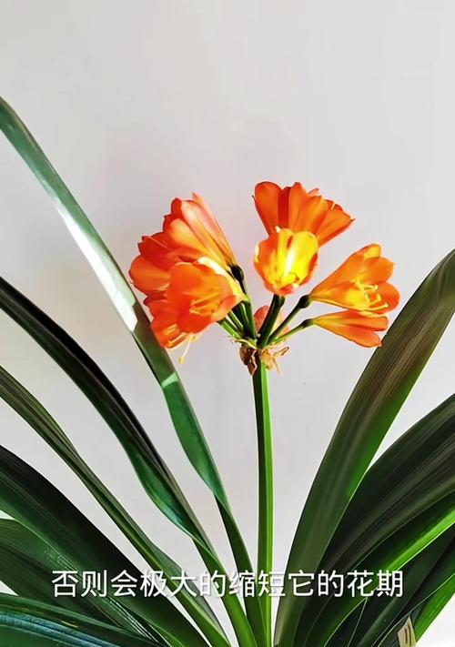 君子兰开花结果的条件是什么？