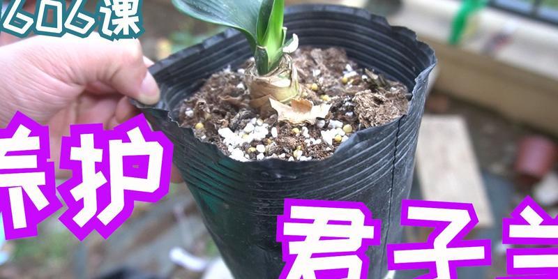 君子兰开花结果的条件是什么？