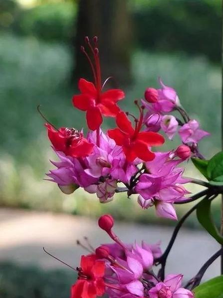 串鼻龙花的花语有何含义？串鼻龙花代表了什么？