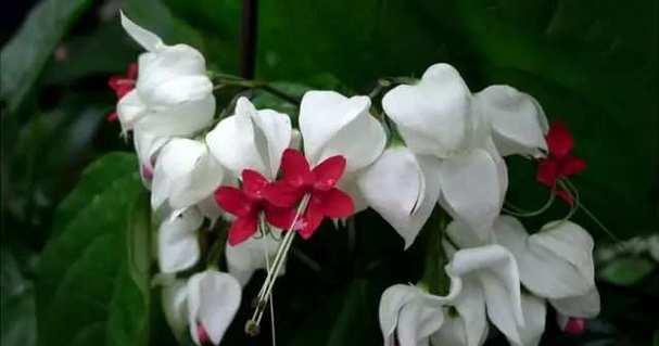 串鼻龙花的花语有何含义？串鼻龙花代表了什么？