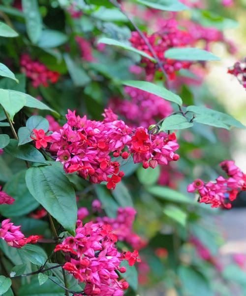 串鼻龙花的花语有何含义？串鼻龙花代表了什么？
