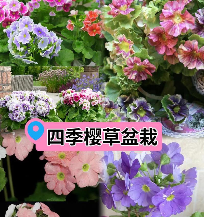 四季樱花的花语和寓意有哪些？