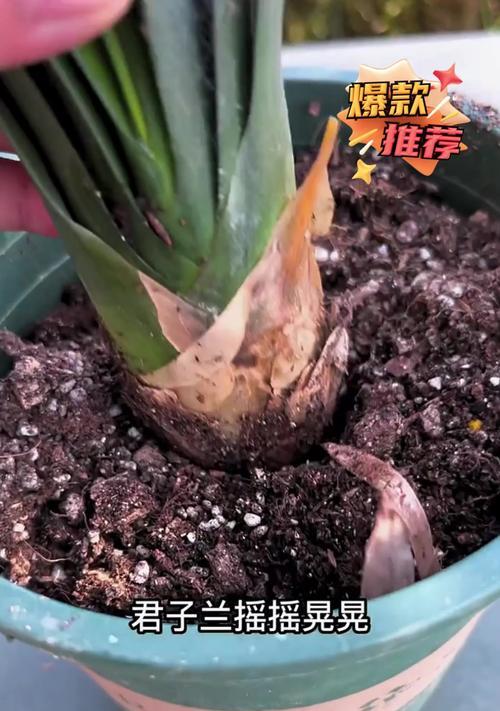 君子兰烂根后如何挽救和继续栽培？