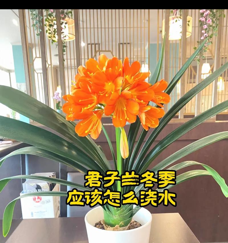 君子兰烂根后如何挽救和继续栽培？