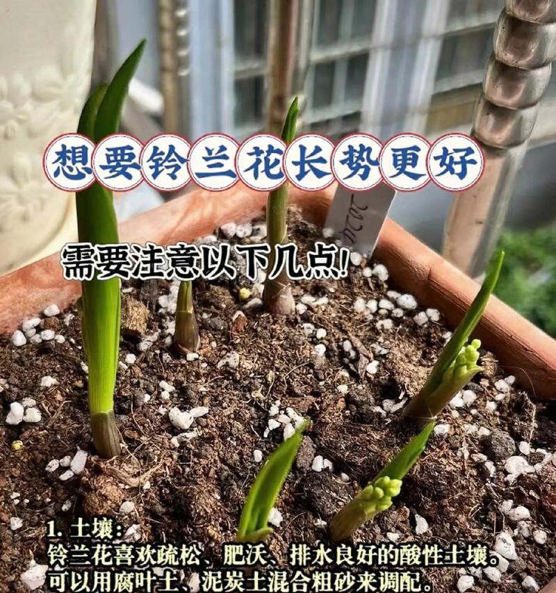 小铃兰花语和寓意有何深意？它传递了什么信息？